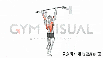 23张肌肉动图谱告诉你,全套背部肌肉怎么练