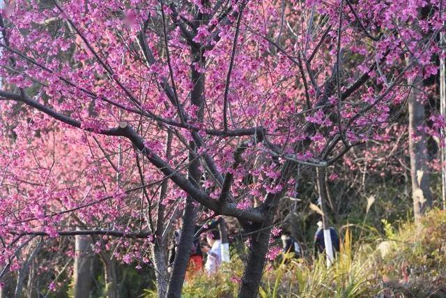 (赏)石马桃花公园:白云区马岗岭街67号  ★(买)石马桃花种植基地