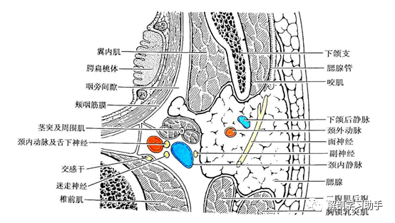 局部解剖学——面部--面侧区_腮腺