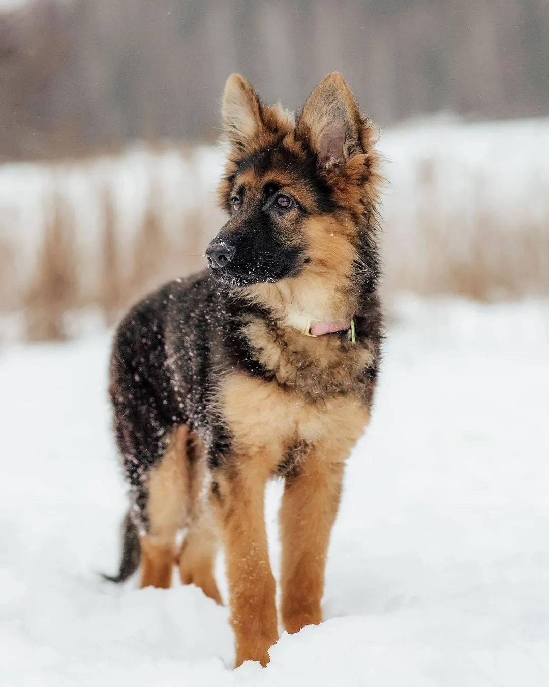 帅气德牧遇到雪,瞬间变萌犬!