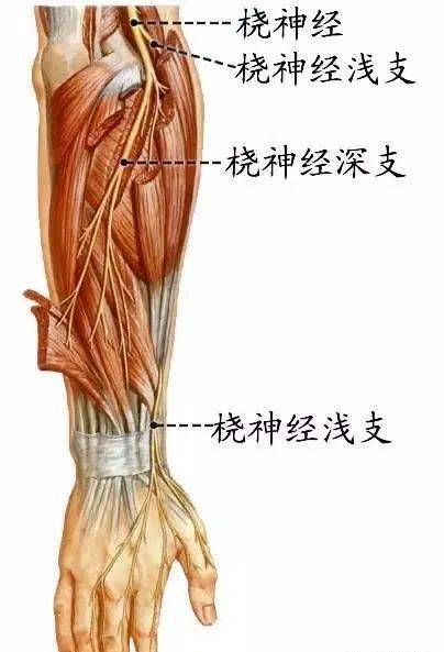 肱骨下段(肱骨髁上)骨折易损伤尺神经,正中神经,使所支配的肌瘫痪而