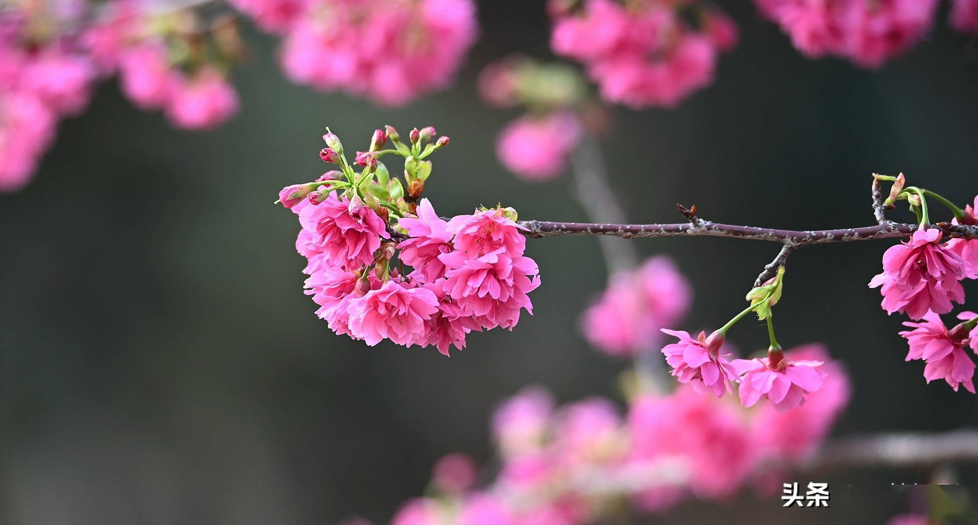 重瓣钟花樱桃满屏迎新年