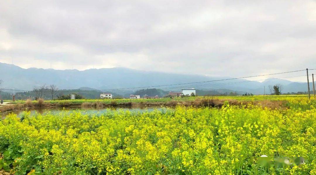 临塘乡水口村周边油菜花田 熊民芸 摄