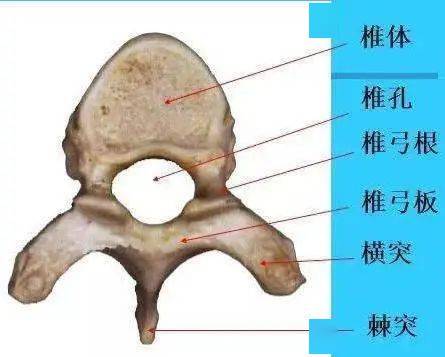 颈椎是所有椎骨中最小的,颈椎骨两侧的横突上均有一个孔,称为横突孔