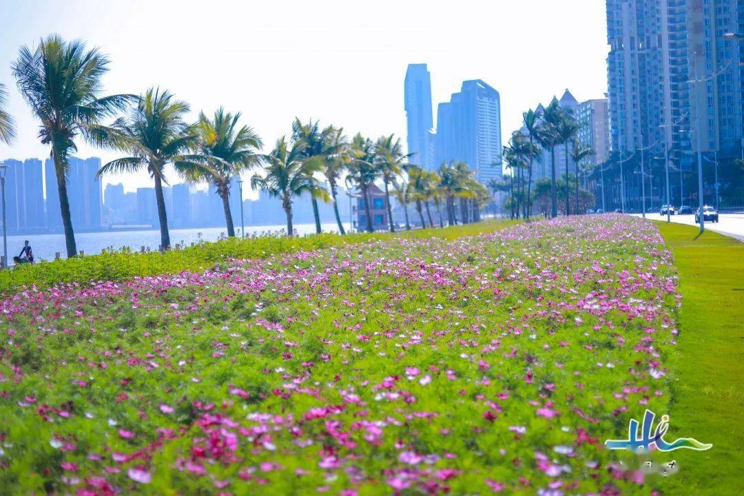 珠海这些地方变成花海!郁金香,紫罗兰,格桑花