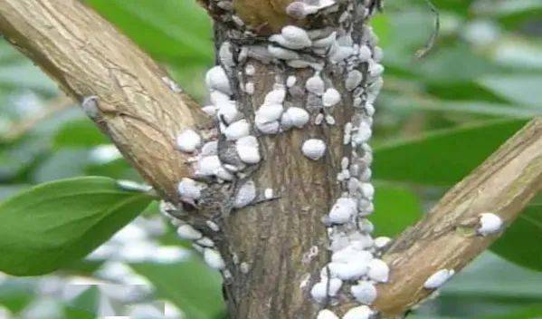 介壳虫,又名蚧壳虫,由于其背着厚厚的蜡质层,常规药物难