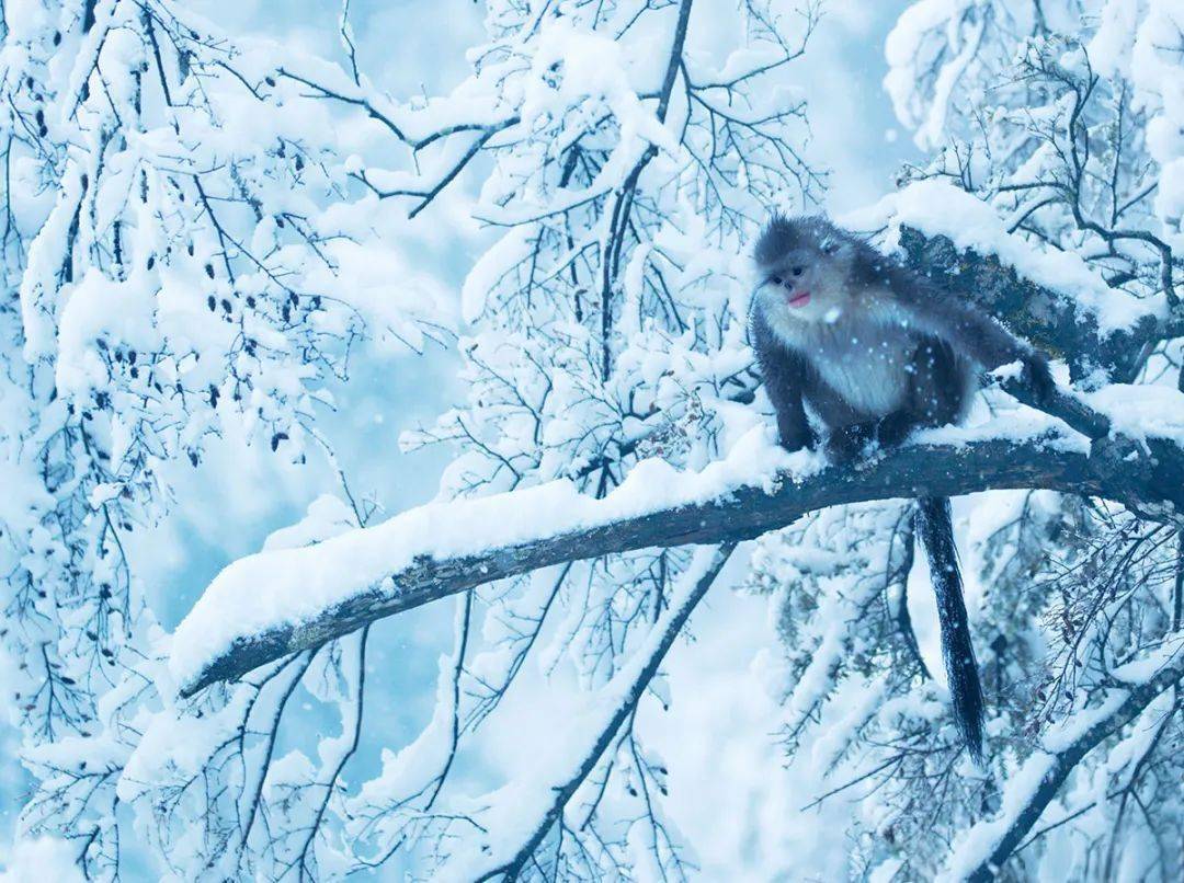 雪地生灵丨白马雪山精灵滇金丝猴