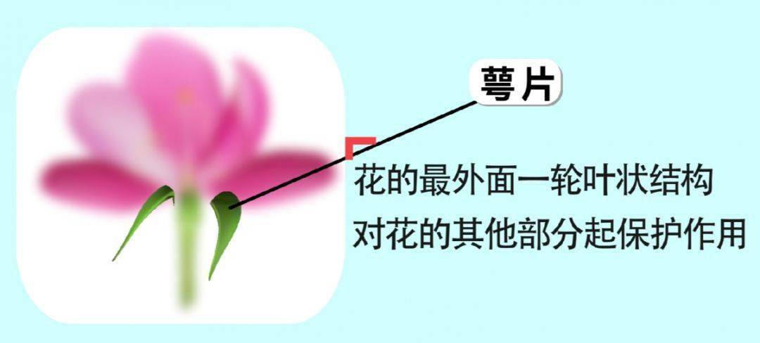 【生物大师初中】花的结构——贝拉的奇幻花园