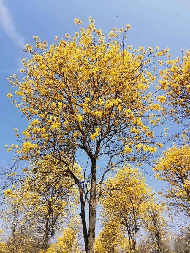 春夏秋冬也有独特的季节之美,春天枝条叶疏,有漂亮的黄花