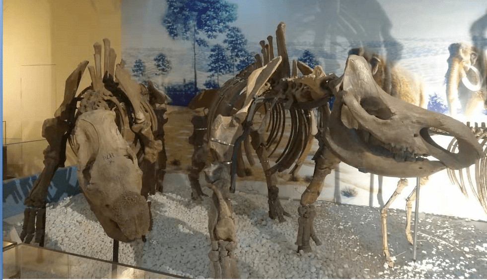 犀牛骨架化石
