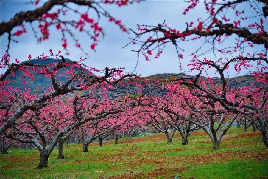 【碰碰桃花运】打卡连州·2021年度桃花节の百亩花海·世外桃源|探秘