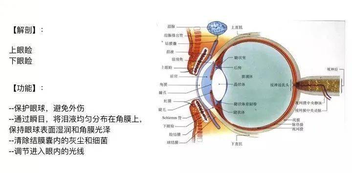 【科普】只有认识眼球,才能更好的保护视力_眼睑