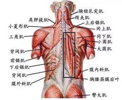 珍藏从脊柱肌肉分布谈腰背痛