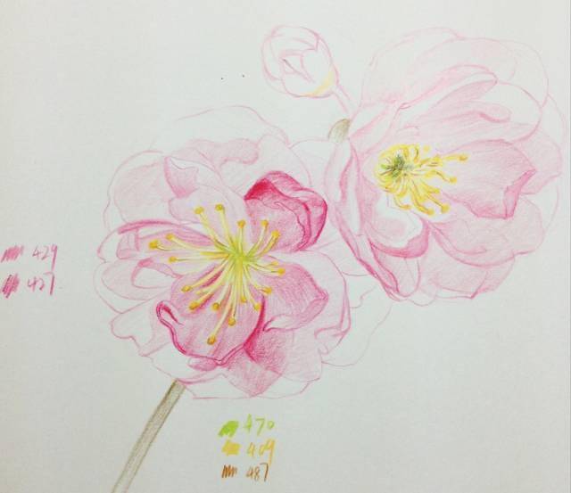 彩铅花卉简单 | 樱花手绘,彩铅笔画入门简单手绘