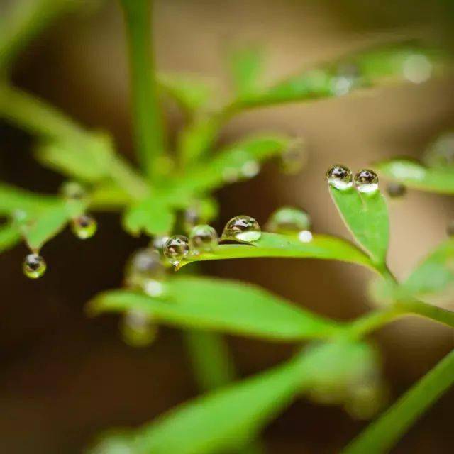 雨水| 天将化雨舒清景,萌动生机待绿田