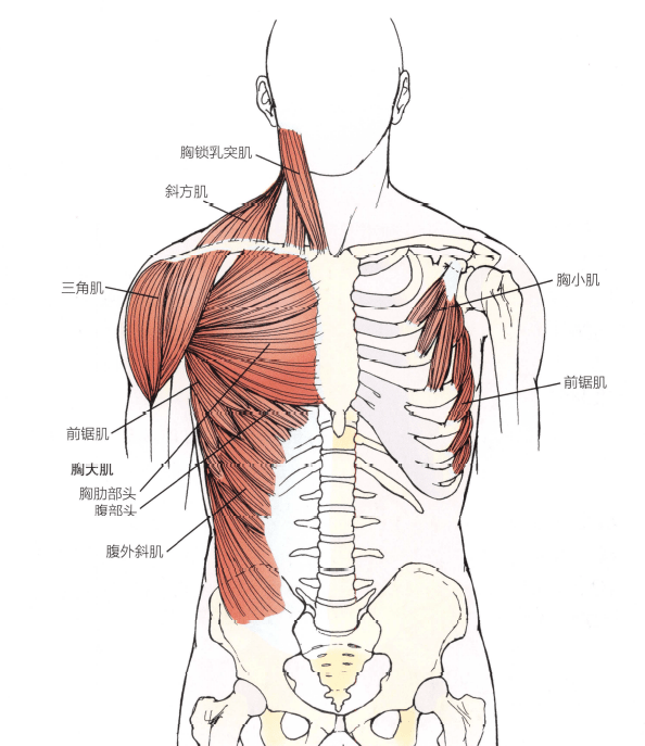 胸前部和肩前部的肌肉