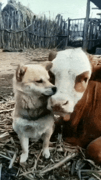 爆笑gif图:这一定是亲妈,真会玩