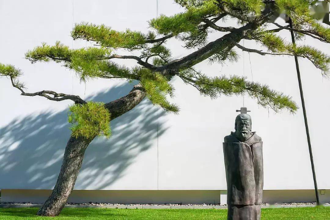 一棵松,美了一个院子_松树