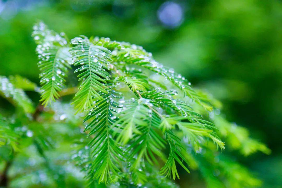 雨水来,万物复苏待花开