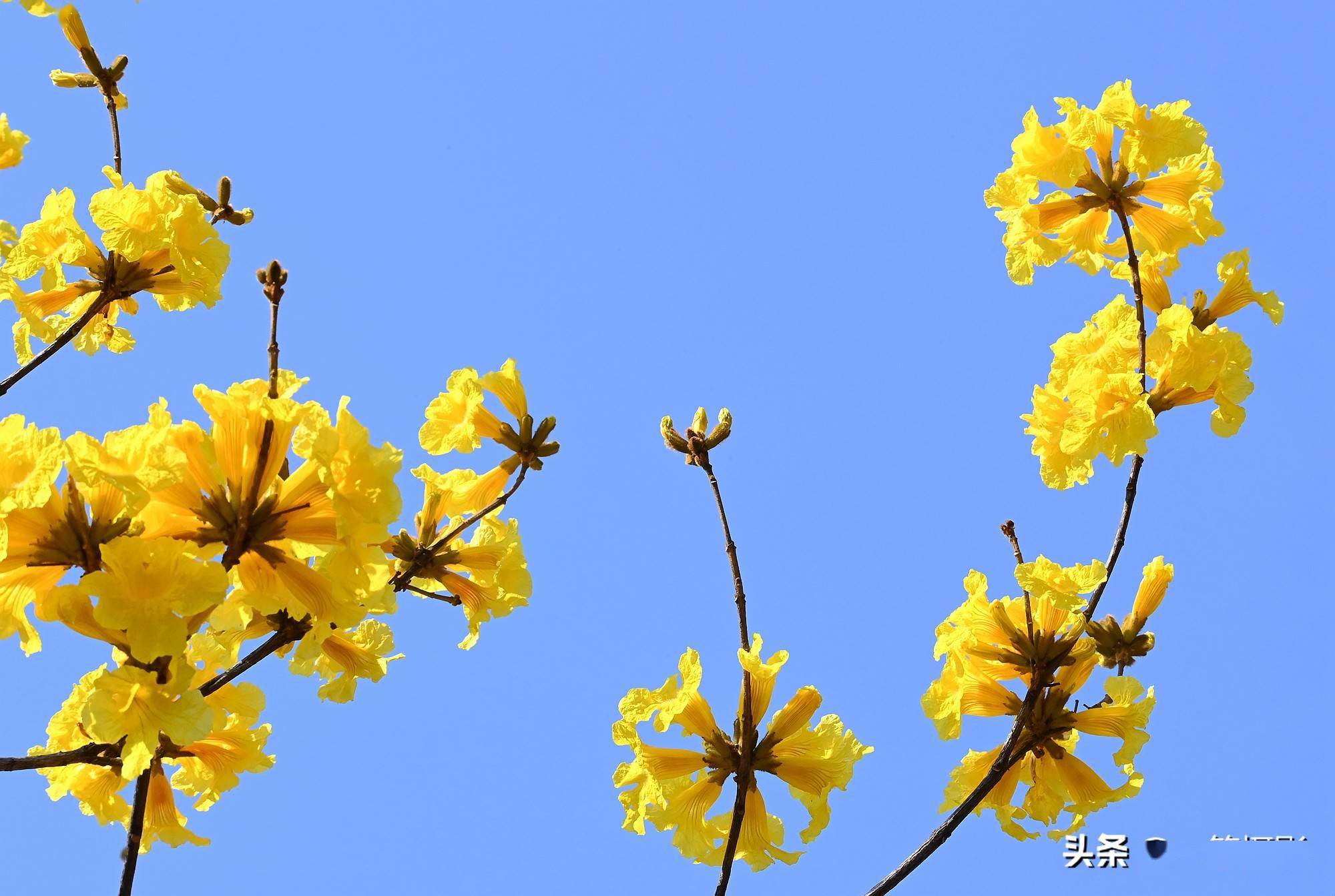 黄花风铃木——蓝天下的黄风铃