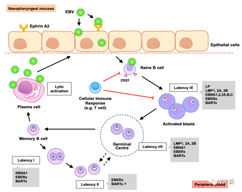 epsteinbarr病毒介导鼻咽癌发生的信号传导