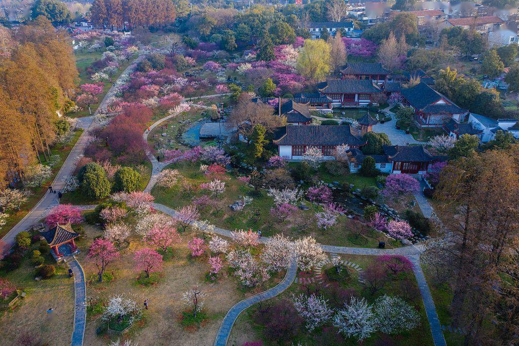 武汉:航拍东湖春景 盛开梅花点缀其中