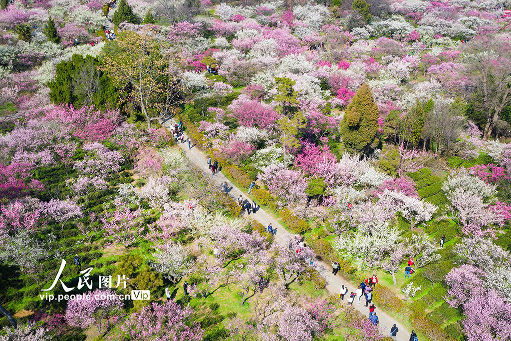 第26届南京国际梅花节开幕