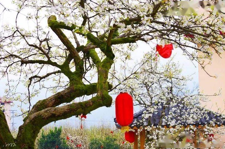 灌阳梨花3月68日赏灌阳大仁村万亩梨花桃花休闲一日游65元人