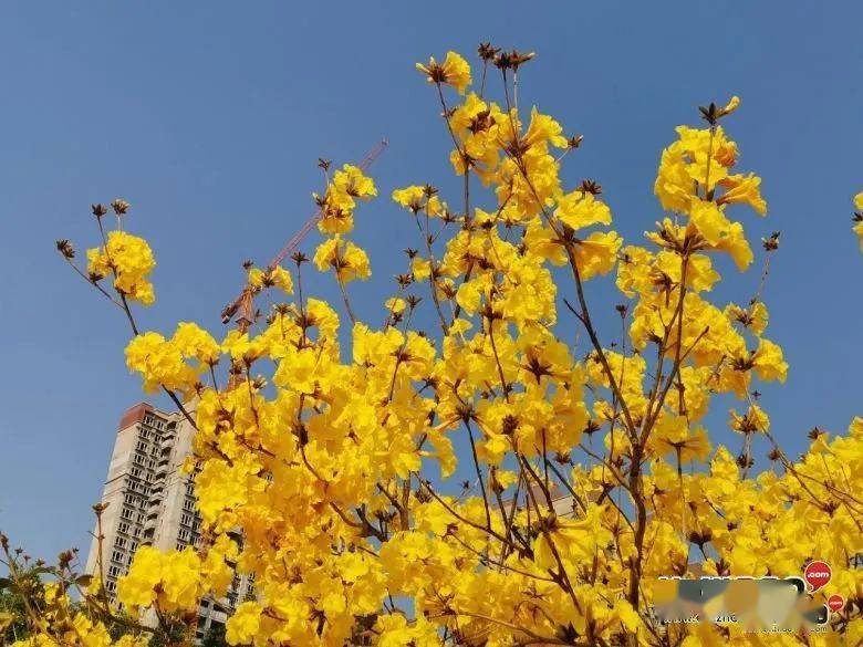 一般每年3月至4月开漂亮的黄花 花冠呈漏斗形 花期较短,约20天左右