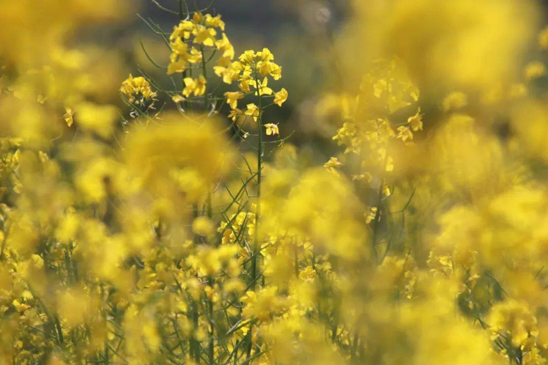 施甸坝子:油菜花香醉春光