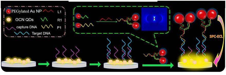 【分析】基于dna介导金纳米粒子二聚体的表面等离子体耦合电化学发光