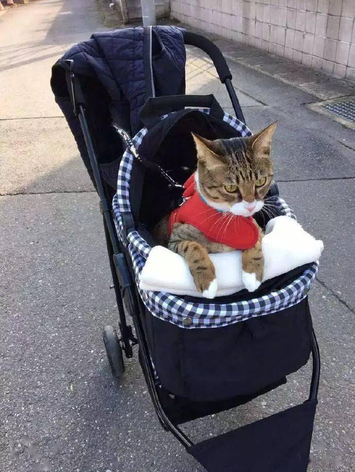 别人家的猫出门都坐婴儿车,幸福得懒懒啊.