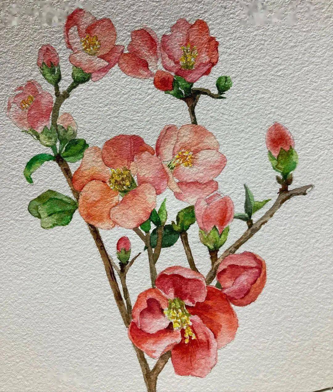 水彩花卉植物小品 精致生活从画画开始吧