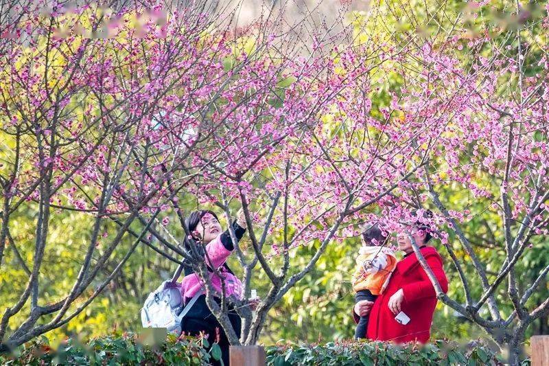 梅花园花都开好了,就等你来赴约!