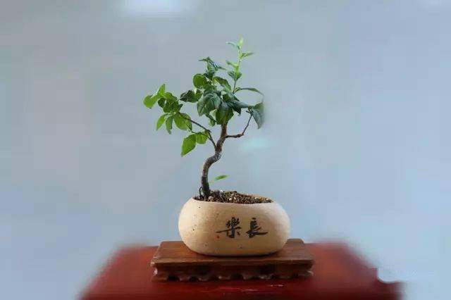 老鸦柿盆景挂果后会更加的美.