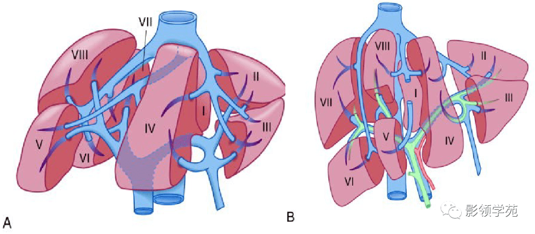 超赞!最全肝脏的表面解剖及分叶分段