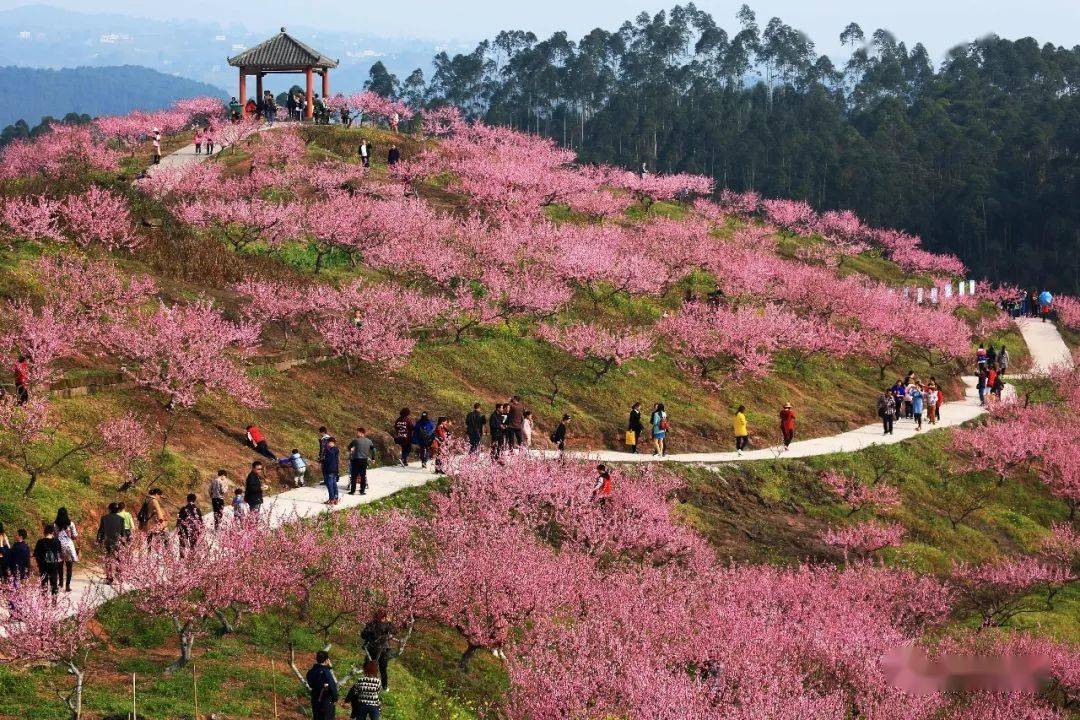 永川春游赏花季接住来自五间镇圣水湖的桃花运