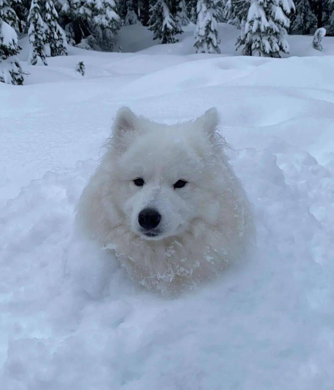 当萨摩耶在雪地发现一个洞后铲屎官再见这是我新家