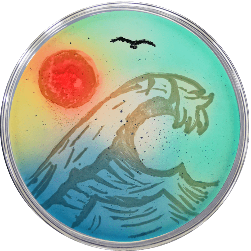 中外微生物培养皿作品鉴赏微美艺术火花的碰撞