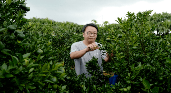 广东陈皮人家谢富瑞"下海"感言"做农民也是有出息的!