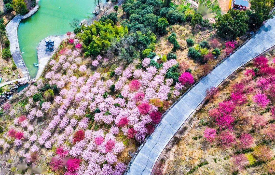 春天来这里赴一场樱花的浪漫海
