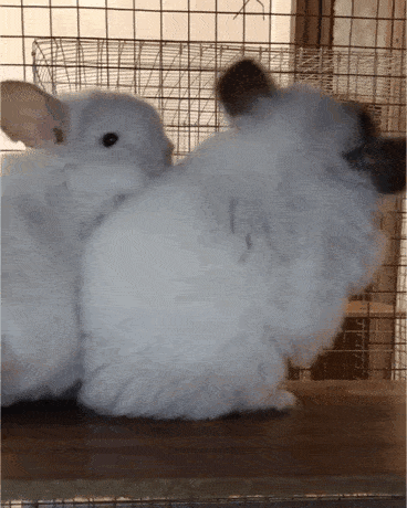 龙猫有哪些常见的肢体语言?