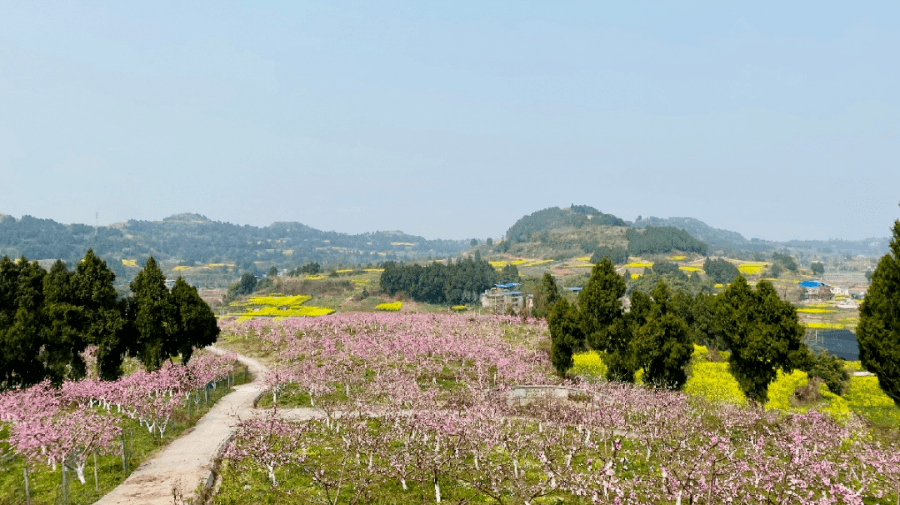 棵棵粉红的桃花 点缀在漫山遍野金黄色的油菜花田中 简阳市平武镇,施