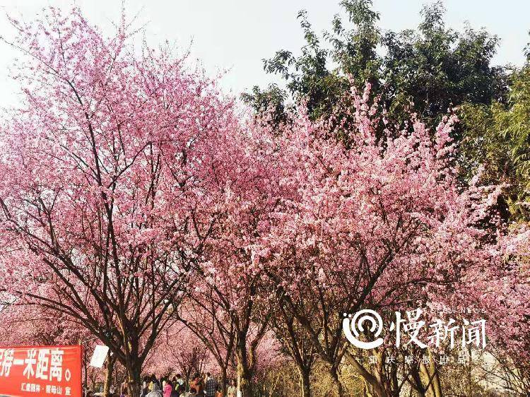 春暖花开,群花竞芳菲!重庆春季最全赏花地图来了