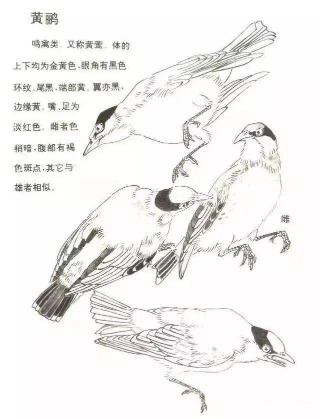 【国画教程】黄鹂鸟的画法