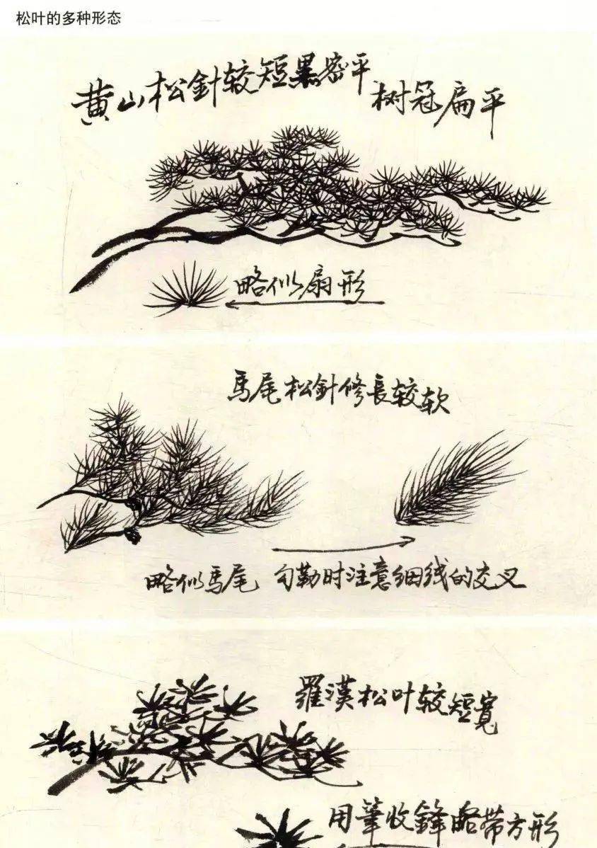 国画教程:松鹤画法_松枝