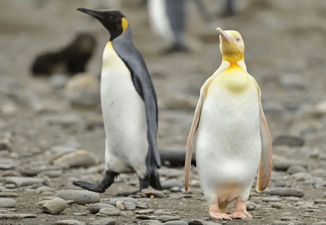 南极发现有史以来全球"首只"金色企鹅