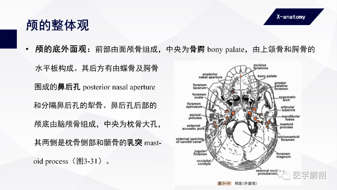 人体解剖学中轴骨及其连结颅骨二