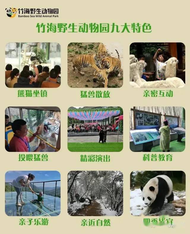 火爆春节假期的栾川竹海野生动物园,看国宝大熊猫,近距离接触东北虎.