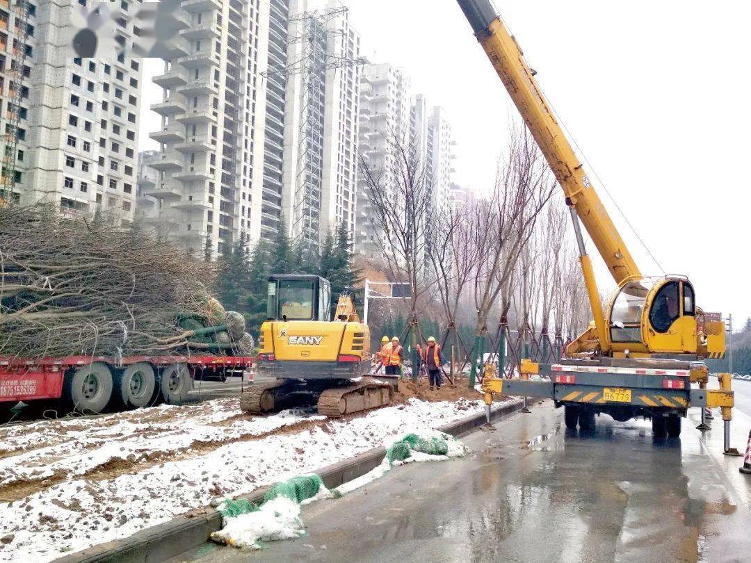 扩散三门峡仰韶大道绿化景观提升正在火热进行